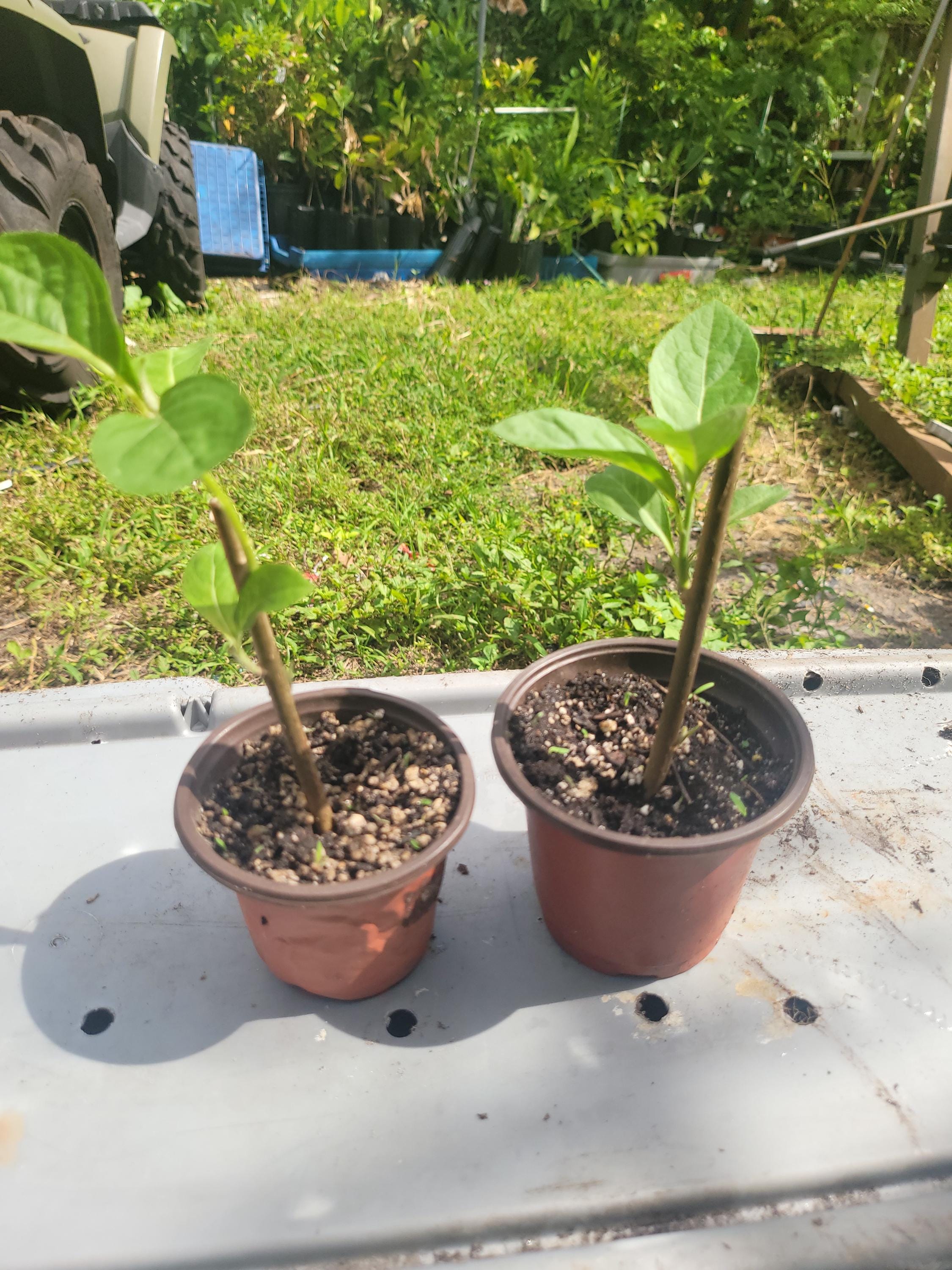 Bitter Leaf: One Potted Plant Two Sizes, Vernonia Amygdalina