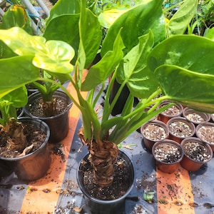 money tree plant Money Tree – Fragrance Plants and Flowers main image 1