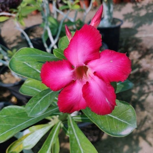 Desert rose, Adenium obesum, is a plant species that is native to Africa and the Arabian Peninsula. It is a succulent shrub .