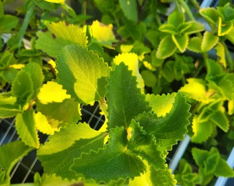 Cuban oregano (6 cuttings)