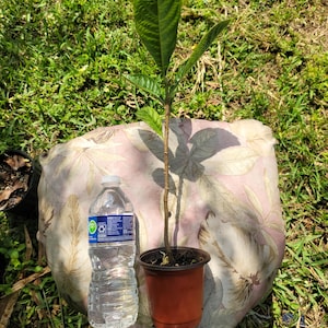 Gold nugget loquat seedlings