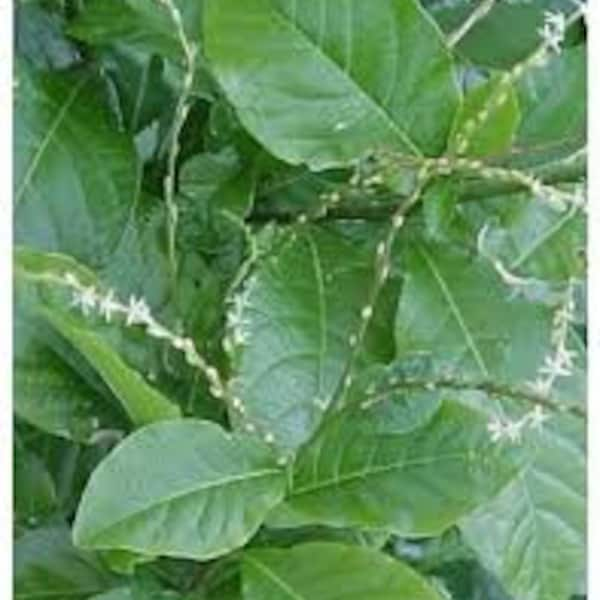 Guinea hen weed plant that is commonly found in Asia and Africa.