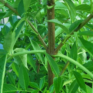 May include: Close-up of a green plant with multiple stems and leaves. The stems are brown and the leaves are a vibrant green.