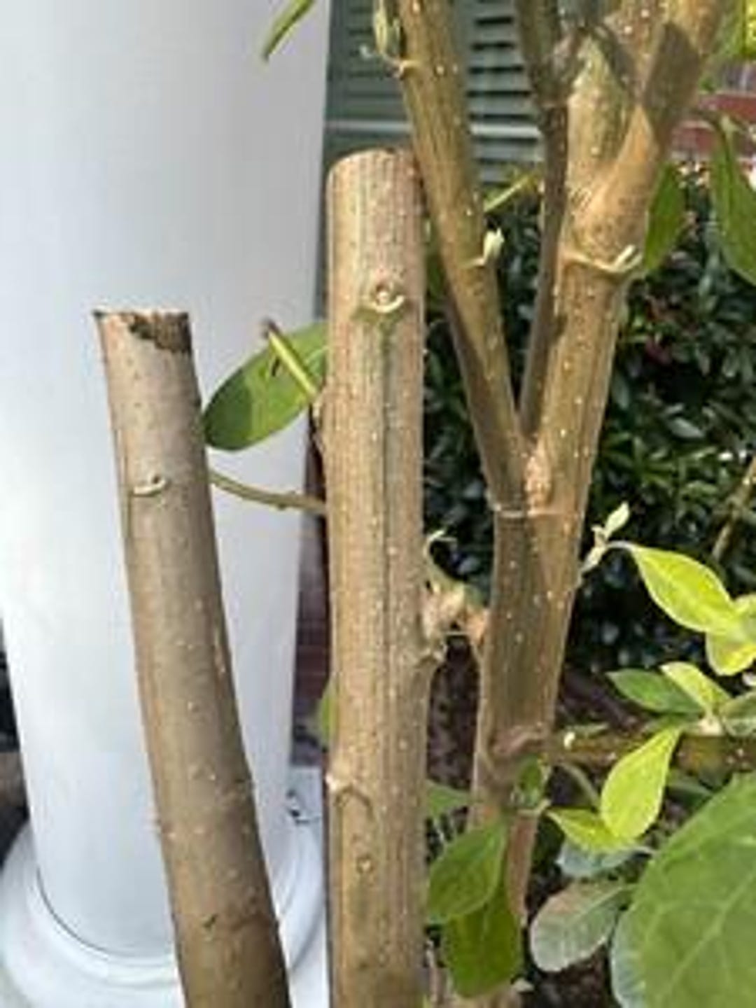 Bitter Leaf: One Potted Plant Two Sizes, Vernonia Amygdalina