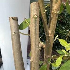 Bitter Leaf: one potted plant two sizes, Vernonia Amygdalina, African Vegetable Plant