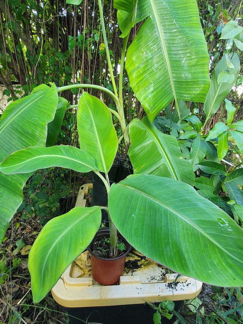 Banana Tree Offshoots Are the Perfect Way to Grow Your Own Banana Tree ...