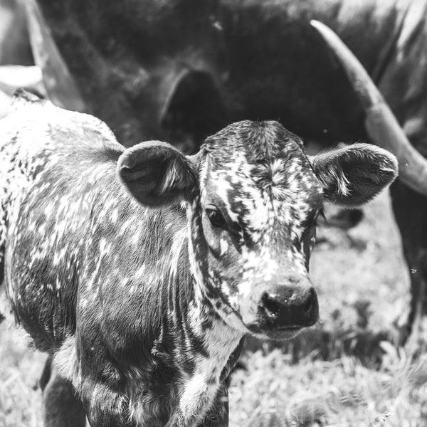 Black & White Calf Photo | Baby Longhorn Cattle | Spotted Calf