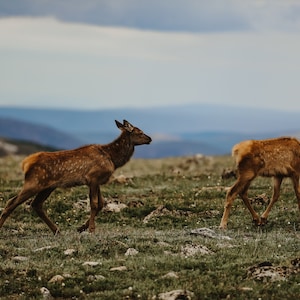 Samsung TV Frame | Elk Photography | Colorado Photography | ASP