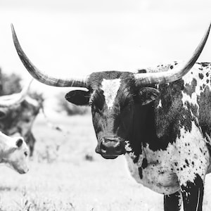 Longhorn Photo | Cow Print | Black & White