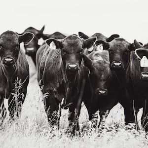 Cow Photo | Angus Cattle | Black and White