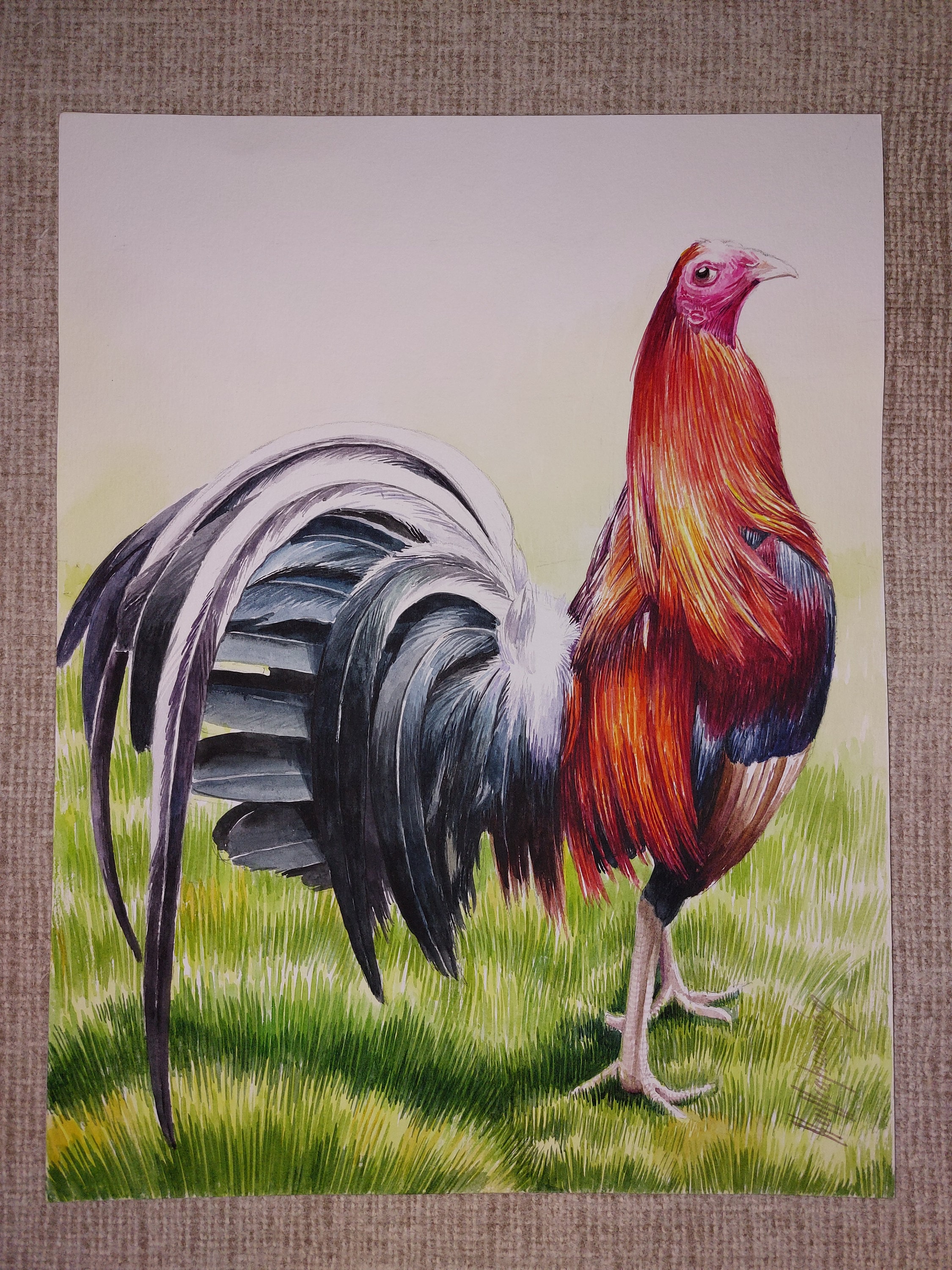 Watercolors / Fine Roosters / Peru Watercolors Gallos Finos - Etsy Australia