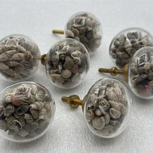 May include: A set of six spherical cabinet knobs featuring clear glass domes filled with an assortment of small, natural-colored seashells. Each knob is attached to a brass-toned metal screw post for mounting, showcasing a variety of textures.