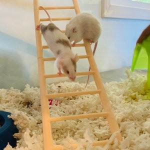 Small Animal Cage Ladder