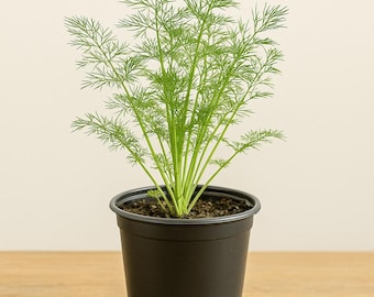 Eneldo aromático - Hierba culinaria para encurtir y cocinar - Entrega exprés