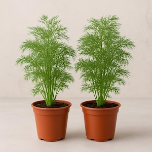 May include: Two potted dill plants with vibrant green, feathery foliage. The plants are in small, round, terracotta-colored pots, set against a neutral background. The dill is a fresh herb, often used in cooking.