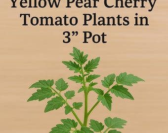 Yellow Pear Cherry Tomato Plant | Organic Heirloom (3" Pot)