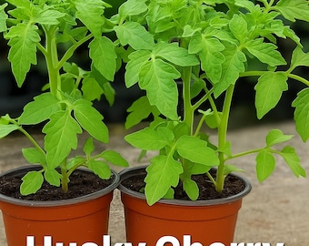 Husky Red Patio Grower | Organic Compact Vegetable for Containers
