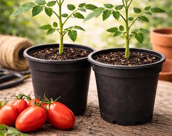 2 Roma Tomato Plants: Organic Heirloom Seedlings for Home Garden