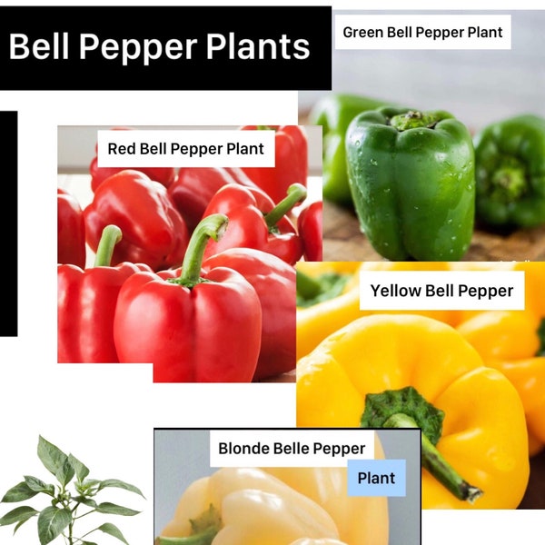 Bell Peppers Plants in 4" Pot |Live Bell Pepper Plants | Green, Red, Yellow, Blonde and Orange Bell Pepper | Transplant Ready | Annual