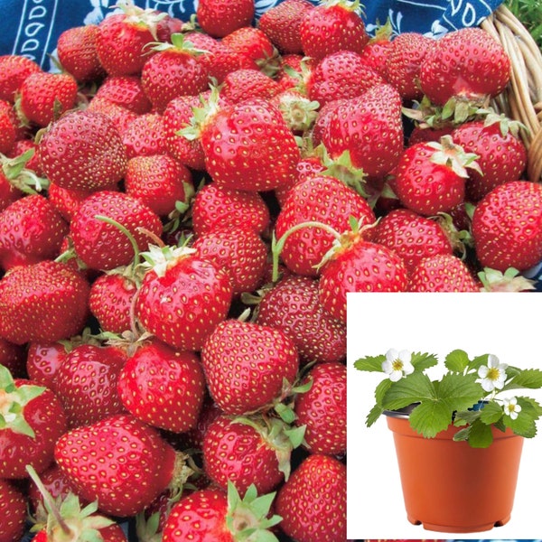Live Strawberry Plant | Ozark Beauty Strawberry Plant | Ready for transplant