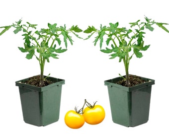 Lemon Boy Tomato Plants - Outdoor  Organic Gardening | Live Plant