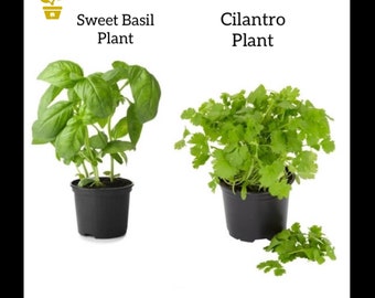 Live Sweet Basil Plants, Live Cilantro Plant, Herb Plant,  Organic Basil plants