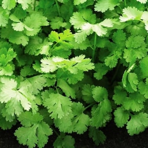 May include: Close-up of fresh, vibrant green cilantro leaves. The image showcases the detailed texture and shape of the leaves, with a focus on the plant's natural, organic appearance. The leaves are densely packed, creating a lush, full look.