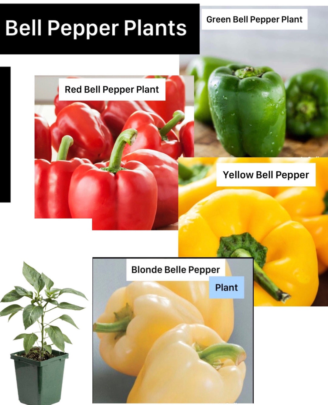 Bell Peppers Plants in 4 Pot live Bell Pepper Plants Green, Red, Yellow
