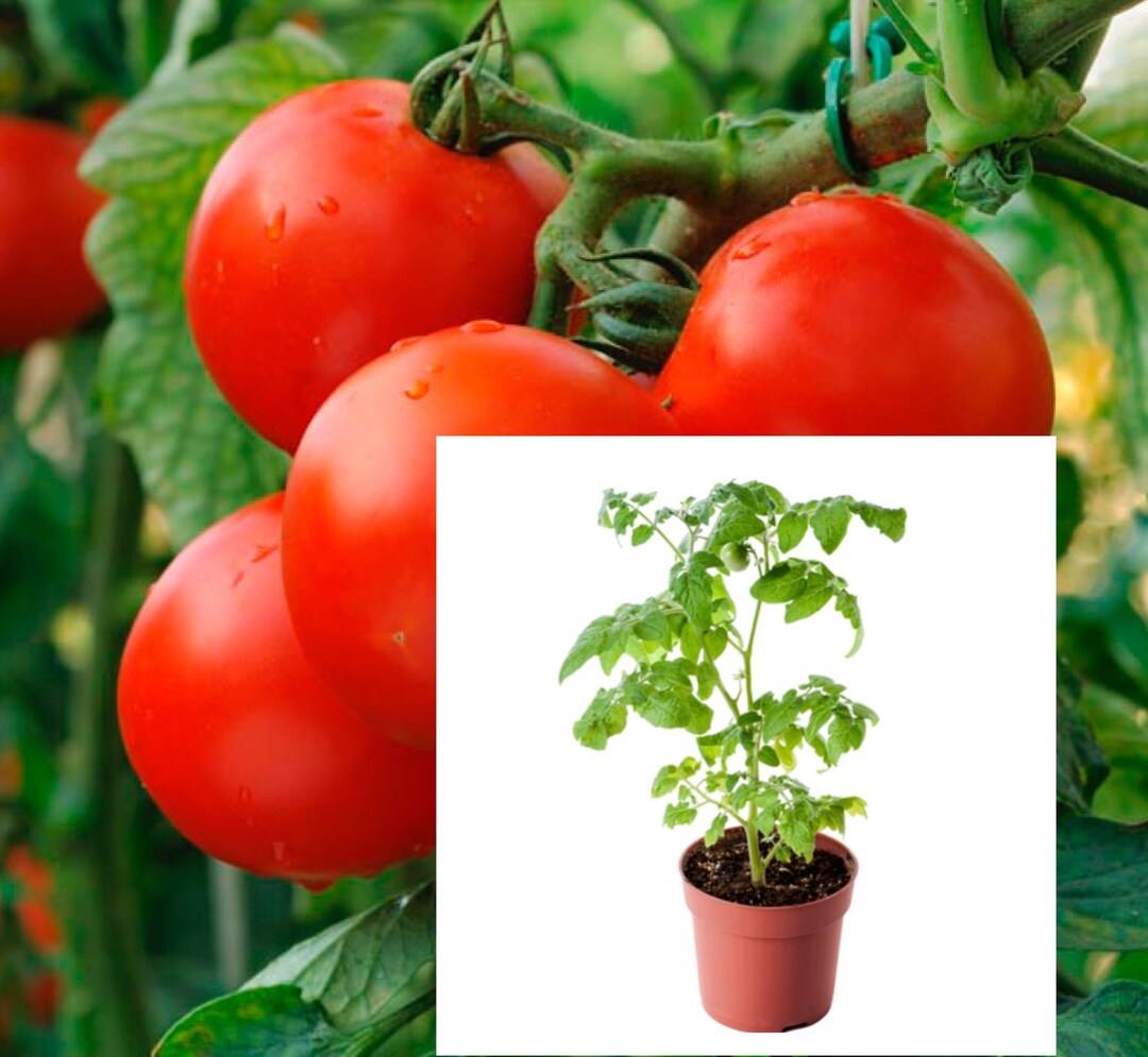 Compact Patio Hybrid Tomato Plant Container Garden Favorite 34 Oz