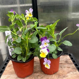 May include: Two potted pansy plants with vibrant purple, yellow, and white flowers. The plants have green leaves and are in terracotta-colored pots. A white label is visible on the left plant.