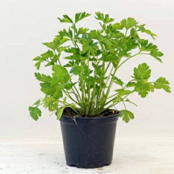 Fresh Flat Italian Parsley Plant - Aromatic Herb for Culinary Delights | Home Garden and Kitchen Cooking