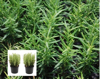 Organic Rosemary Plant - Culinary & Ornamental | Freshly Harvested | Fast Shipping - Ideal for Gardens and Kitchen