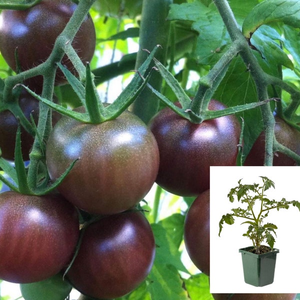 Black Cherry Tomato Plants in 4in pot for sale : Homegrown- Juicy and Flavorful Varieties Available- Ready for Your Garden