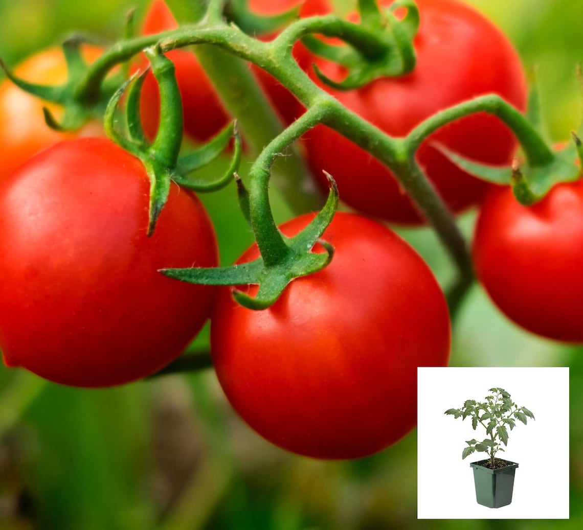 LIVE Husky Cherry Tomato Plant With 4 Pot Indoor/outdoor Etsy