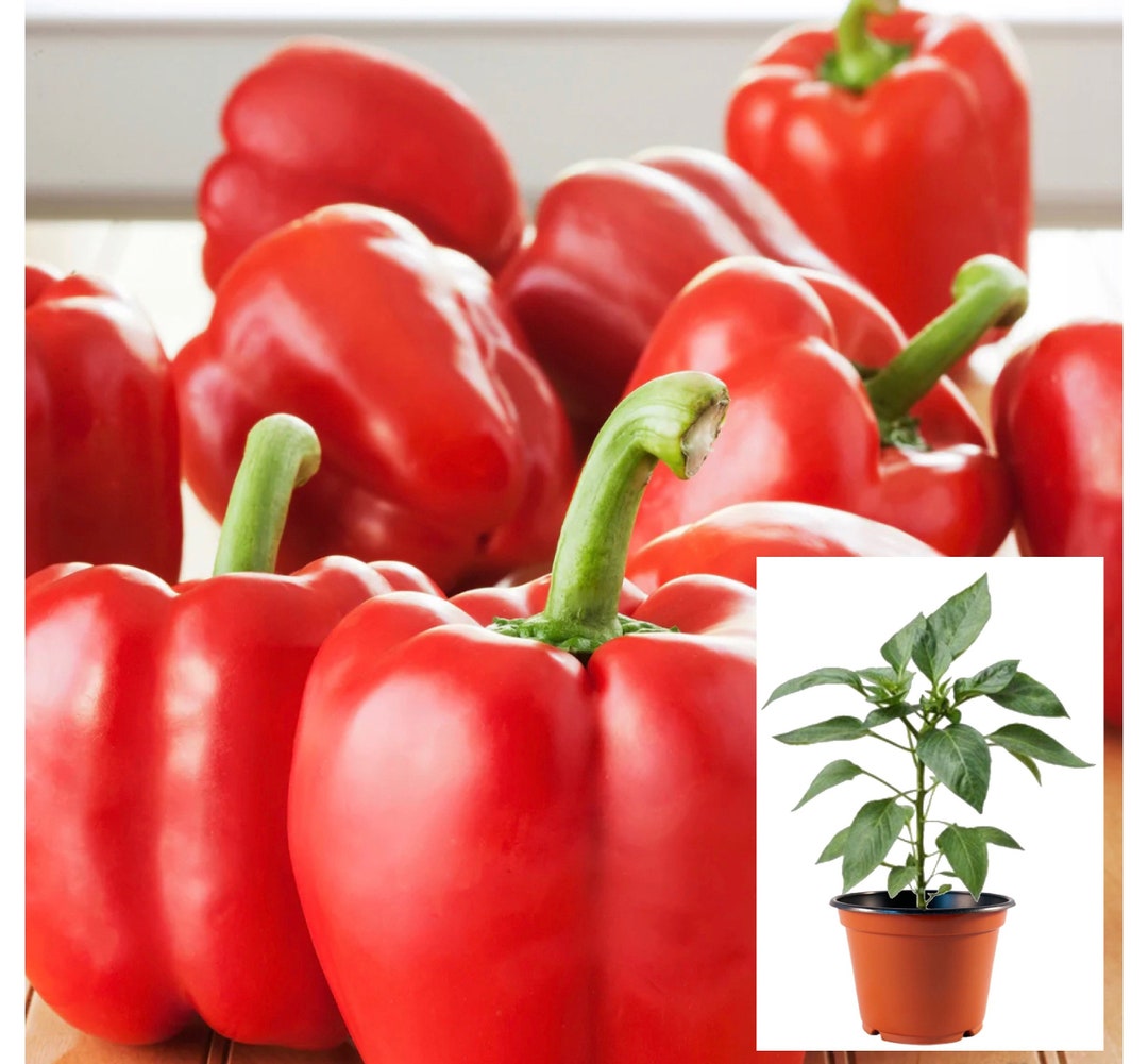 Fresh Red Bell Pepper Plants for Sale Homegrown Sweet Pepper Bushes