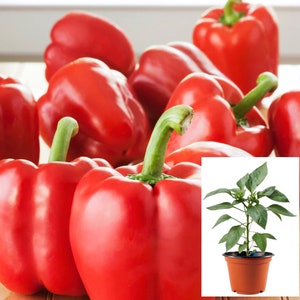 May include: A close-up of a group of red bell peppers, with one pepper in the foreground, and a small potted pepper plant in the background.