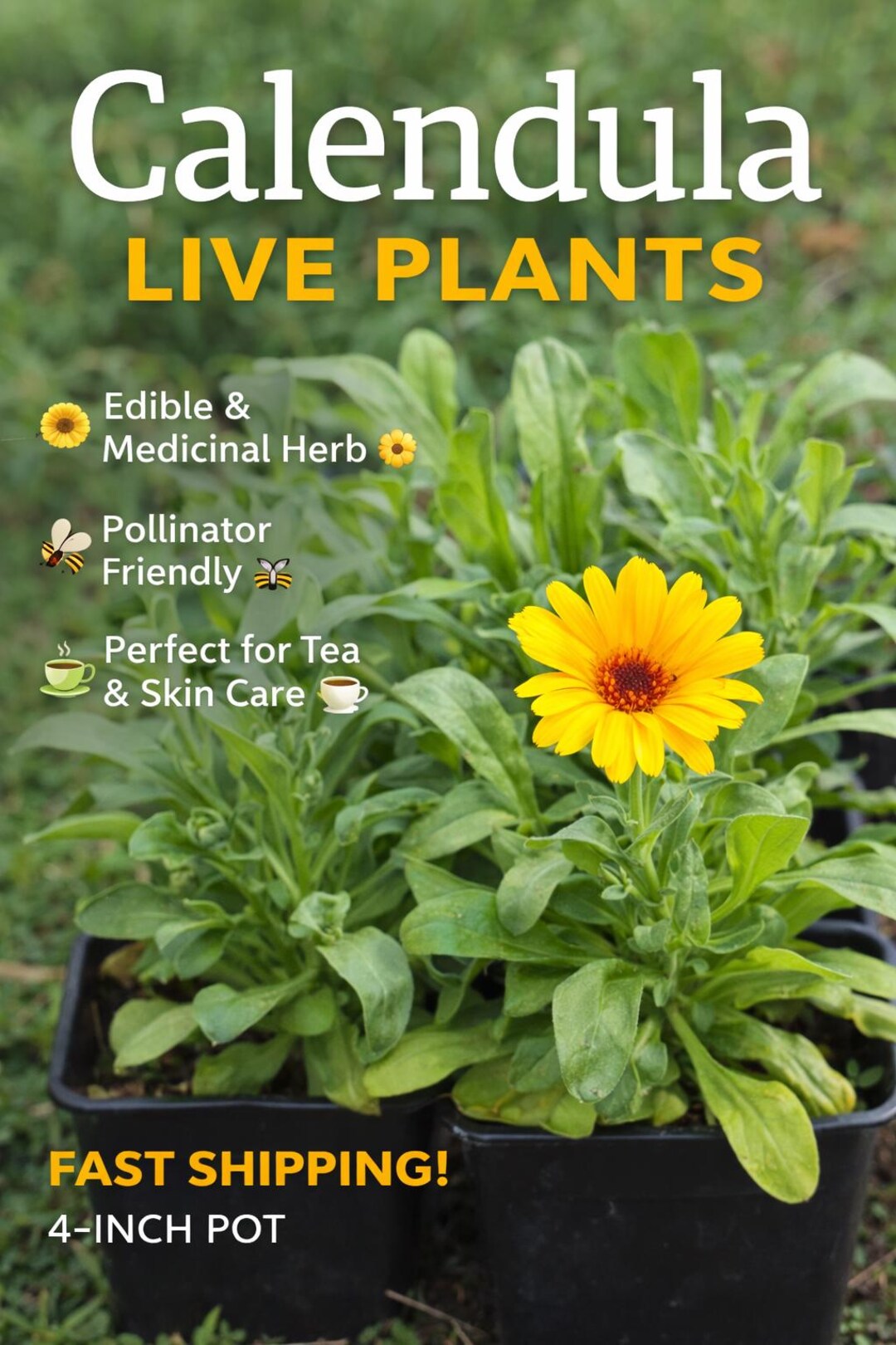 Calendula Live Plants | Edible Medicinal Herb, Pollinator Friendly, Tea ...