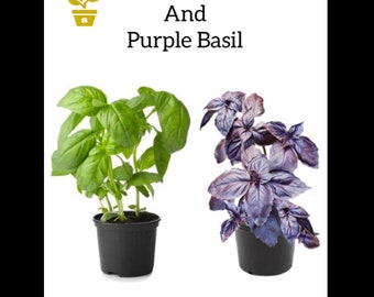 Live Sweet Basil Plant and Purple Basil Plant | Live Herb Plant | Organic Plants