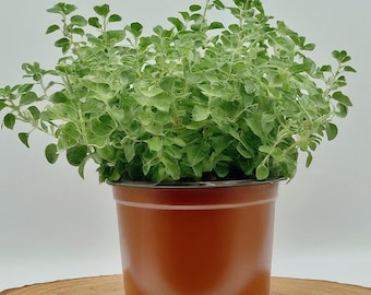 Organic Greek Oregano Live Plant: Culinary Herb, Natural Remedy