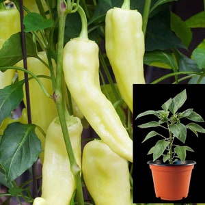 Hot Banana Pepper Plants the yellow wax pepper or banana chili Heirloom Vegetable Plant Ready to Transplant image 1