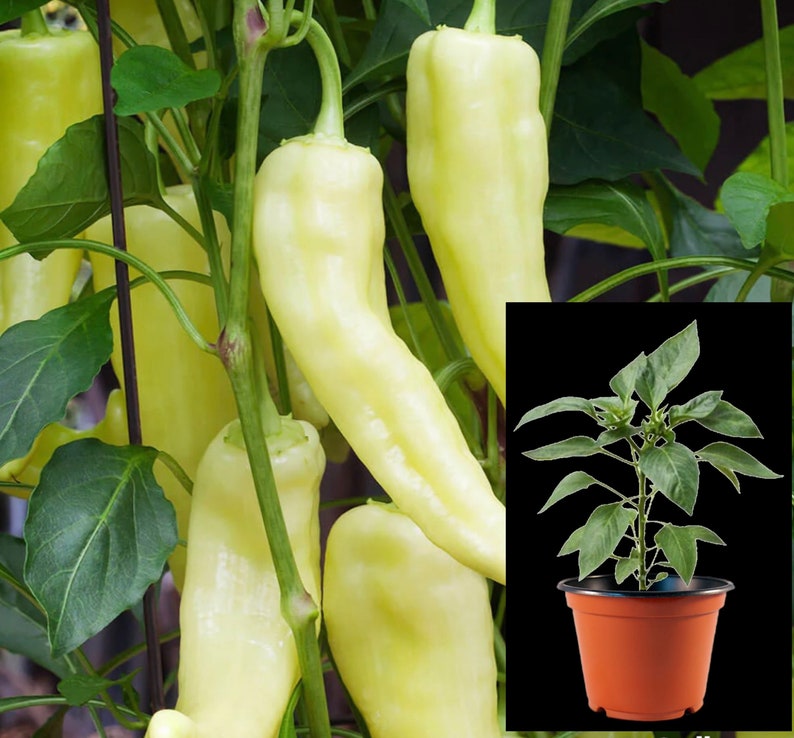 Hot Banana Pepper Plants the yellow wax pepper or banana chili Heirloom Vegetable Plant Ready to Transplant image 1