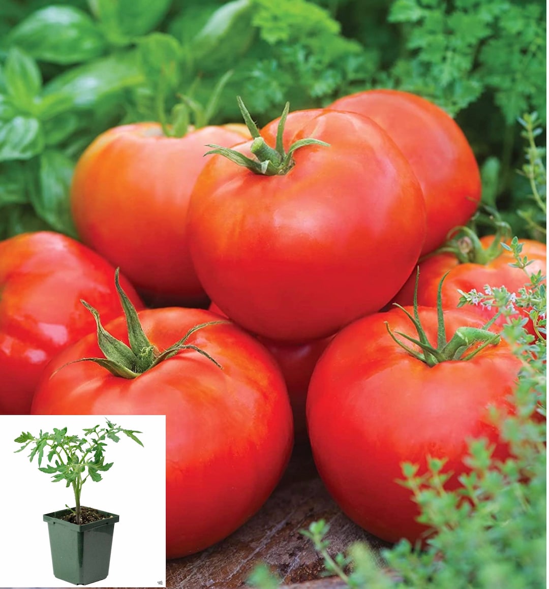 Red Beefsteak Tomato Plants for Sale Robust, Juicy Varieties for