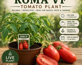 Roma VF Tomato Plant: Live Organic Seedling for Canning & Sauces