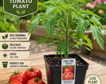 Earl Girl Tomato Plant – Heirloom Style, Fast Growing, Slicing Tomatoes (Live Plant)