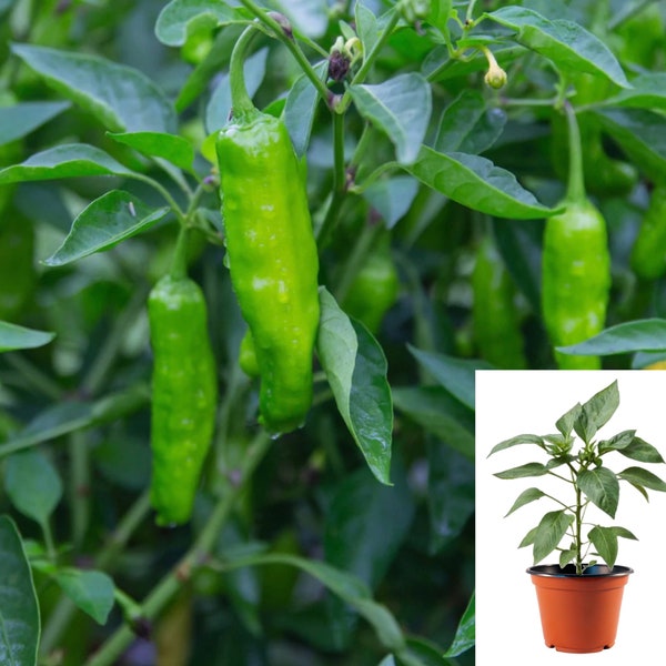 Shishito Pepper Plants - Etsy