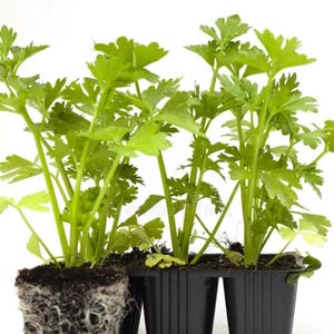 May include: Several young parsley plants in black plastic pots, ready for transplanting. The bright green leaves contrast with the dark soil and pots. One plant is shown with its roots exposed, revealing the root structure.