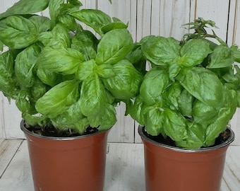 2 Sweet Basil Plants: Herb Gardening, Ready to Transplant