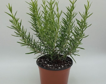 Live Rosemary Herb Plant: Fragrant Indoor/Outdoor Garden