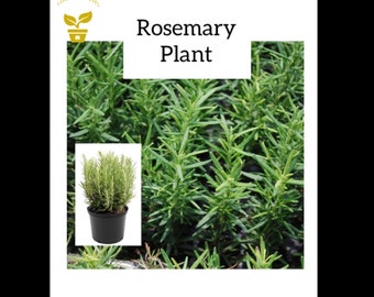 Live Rosemary Herb Plant in 5inch Pot | Indoor/Outdoor Fragrant Herb Garden | Transplant Ready | Fast Shipping