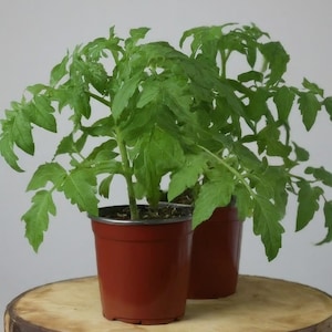 2 Better Boy Tomato Plants: Live Organic Heirloom Seedlings